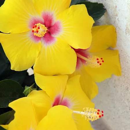 Aparthotel Borgo De Li Santi