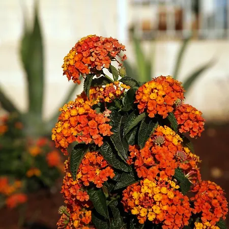 Aparthotel Borgo De Li Santi