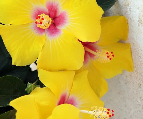 Aparthotel Borgo De Li Santi