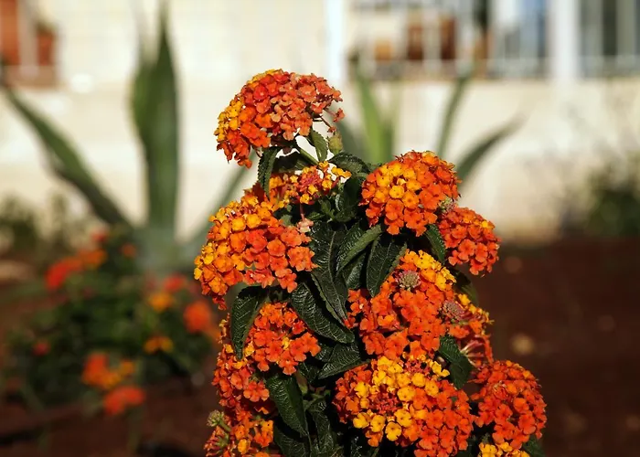 Aparthotel Borgo De Li Santi